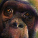 tattoos/ - Chimp - 33152